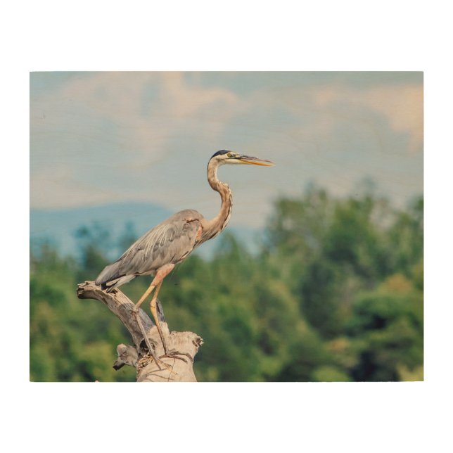 14x11 Great Blue Heron Wood Wall Decor (Front)