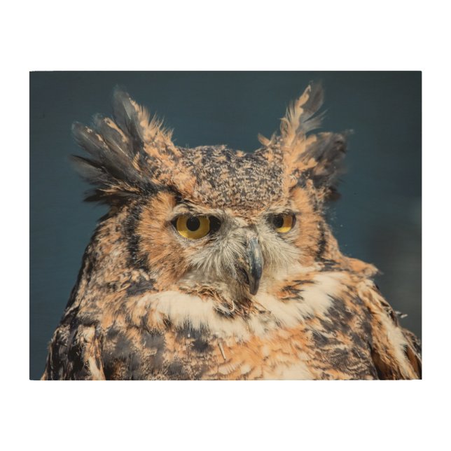 14x11 Great Horned Owl Portrait Wood Wall Decor (Front)
