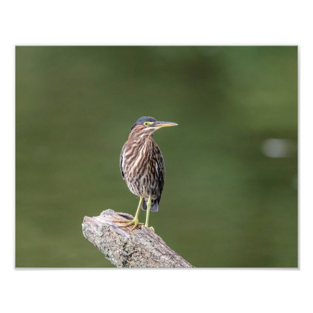 14x11 Green Heron on a log Photo Print (Front)