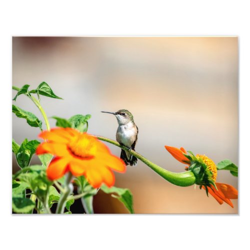 14x11  Hummingbird on a flowering plant Photo Print