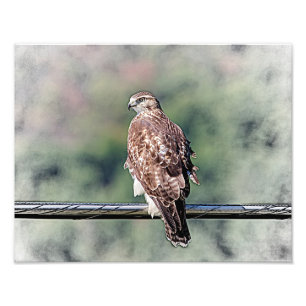 14x11 Immature Red Tailed Hawk Photo Print