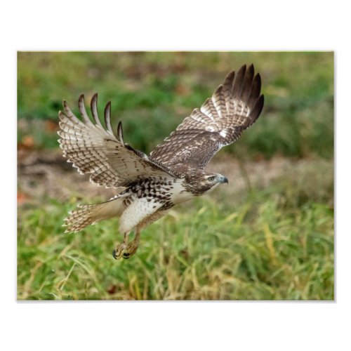 14x11 Immature Red Tailed Hawk Photo Print