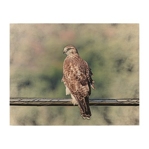14x11 Immature Red Tailed Hawk Wood Wall Decor