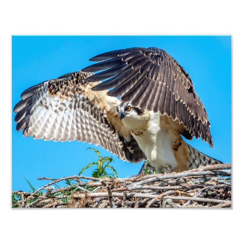 14x11 Juvenile Osprey in the nest Photo Print