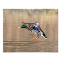 14x11 Mallard Duck in flight