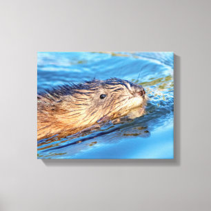 14x11 Muskrat at Vassar Farms Ecological Preserve Canvas Print