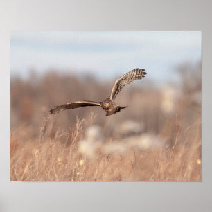 14x11 Northern Harrier Poster