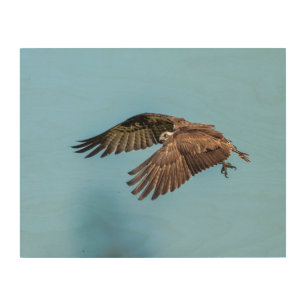 14x11 Osprey at Honeymoon Island State Park Wood Wall Decor