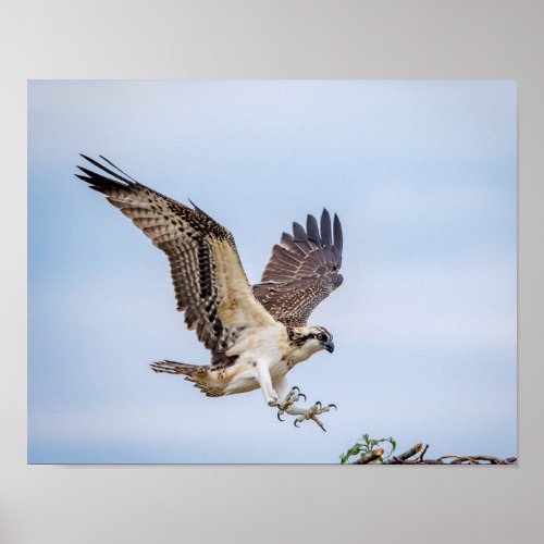 14x11 Osprey coming in for a landing Poster