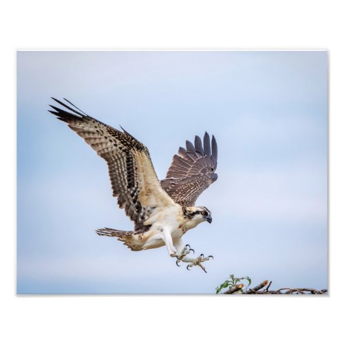 14x11 Osprey landing in the nest Photo Print