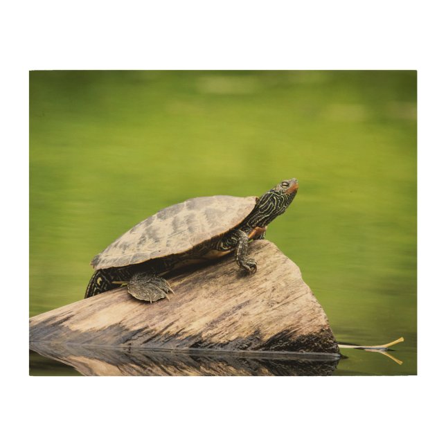 14x11 Painted Turtle on a log Wood Wall Art (Front)