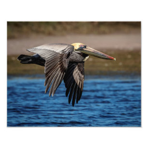 14x11 Pelican in flight Photo Print