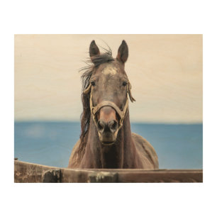 14x11 Portrait of a horse Wood Wall Art