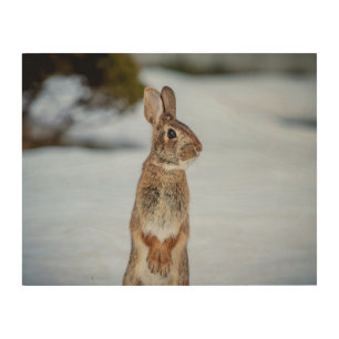 14x11 Rabbit in the snow Wood Wall Art