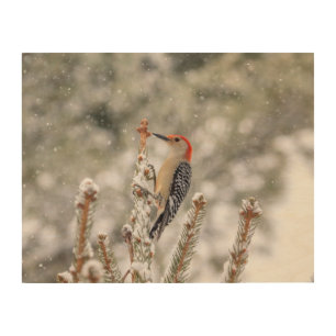 14x11 Red-bellied Woodpecker in the snow Wood Wall Art