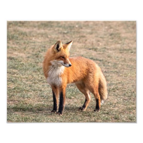 14x11 Red Fox in a field Photo Print