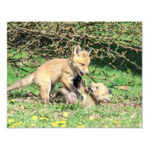 14x11 Red Fox Kits Playing Photo Print