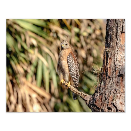14x11 Red Shouldered Hawk in a tree Photo Print