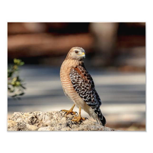 14x11 Red Shouldered Hawk on a rock Photo Print (Front)