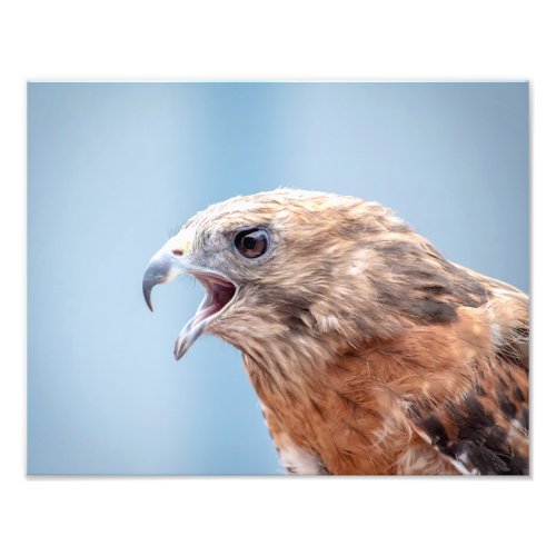 14x11 Red Shouldered Hawk Photo Print