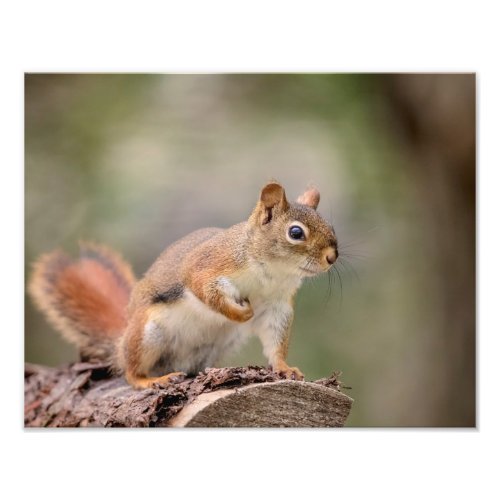 14x11 Red Squirrel Photo Print