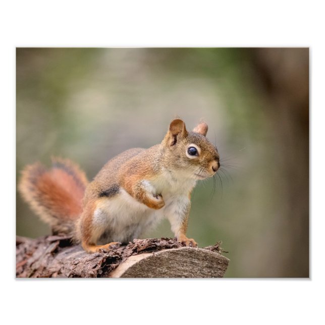 14x11 Red Squirrel Photo Print (Front)