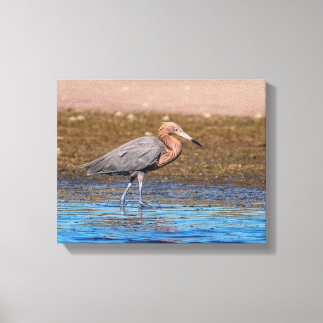 14x11 Reddish Egret on North Beach Canvas Print (Front)
