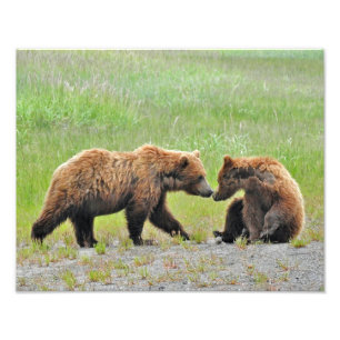 14x11 Satin photo of grizzly bear cubs