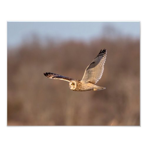 14x11 Short_eared owl in flight Photo Print