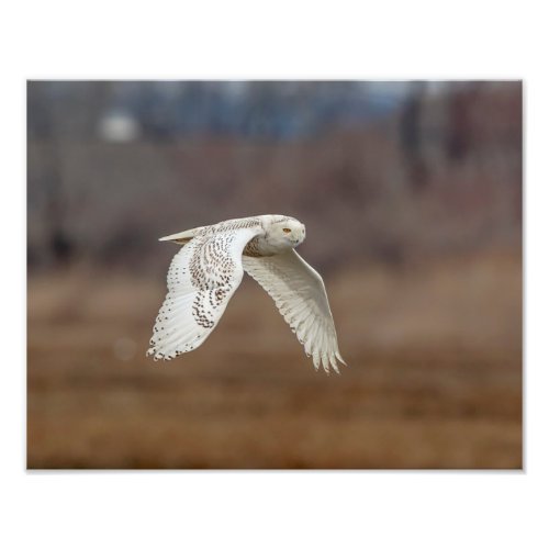 14x11 Snowy owl in flight Photo Print
