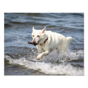 14x11 White German Shepard on Lake George Photo Print