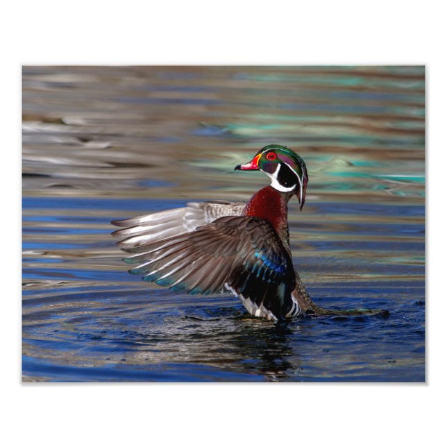 14x11 Wing Flapping Wood Duck Photo Print (Front)