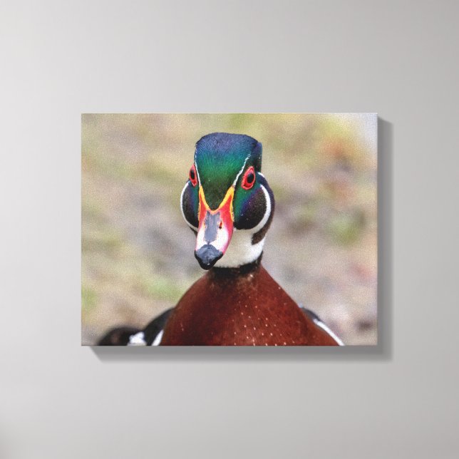 14x11 Wood Duck Canvas Print (Front)