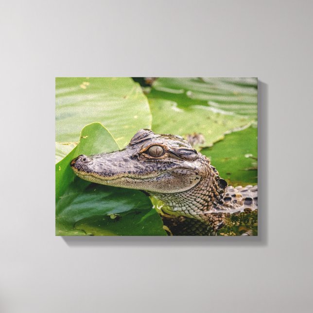 14x11 Young Alligator Canvas Print (Front)