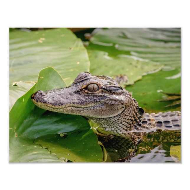 14x11 Young Alligator Photo Print (Front)