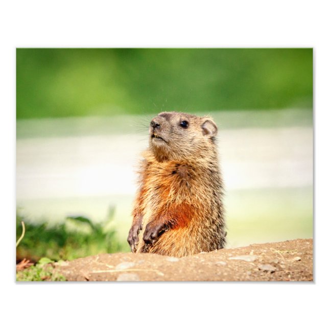 14x11 Young Groundhog Photo Print (Front)