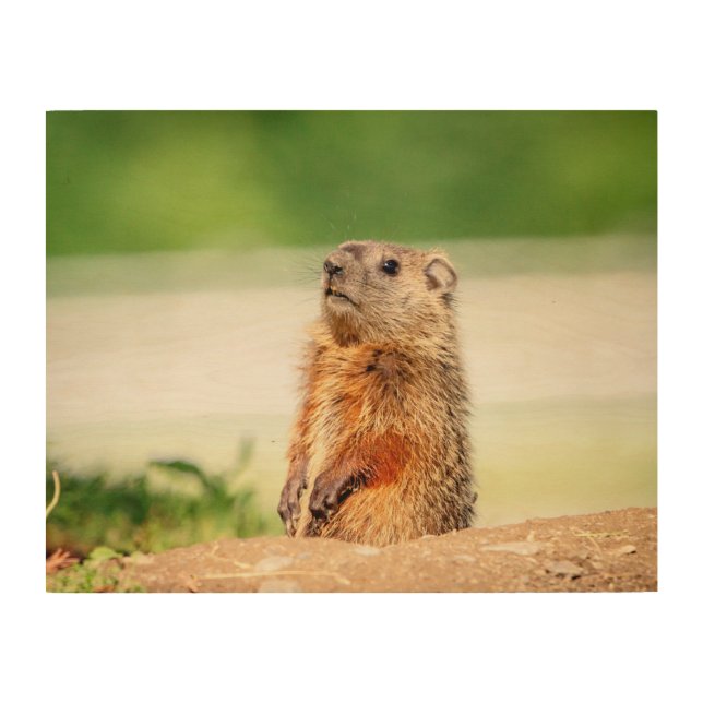 14x11 Young Groundhog Wood Wall Decor (Front)