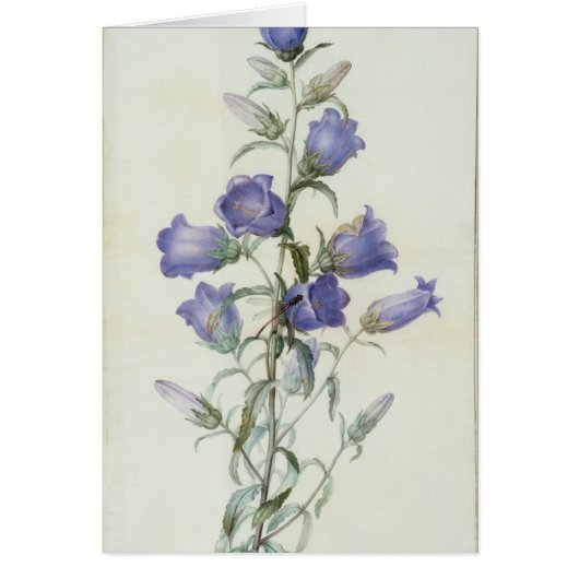 15:Campanula: Medium 1787 Cards (Front)