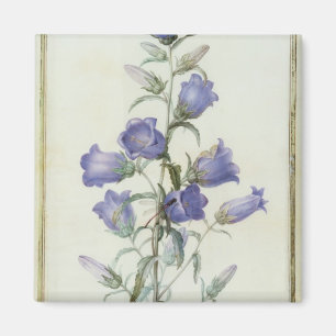 15:Campanula: Medium  1787 Magnet
