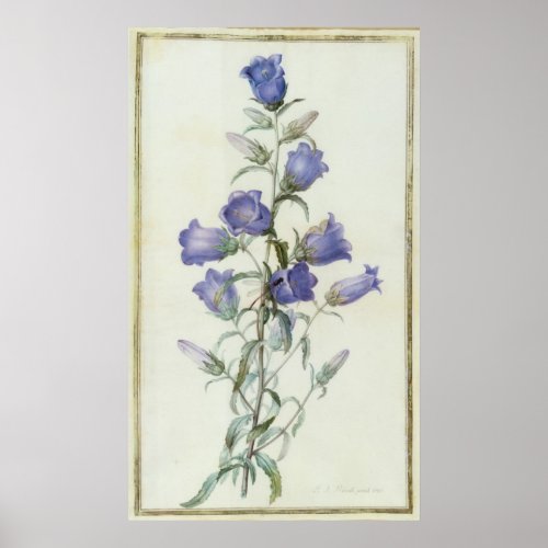 15Campanula Medium  1787 Poster