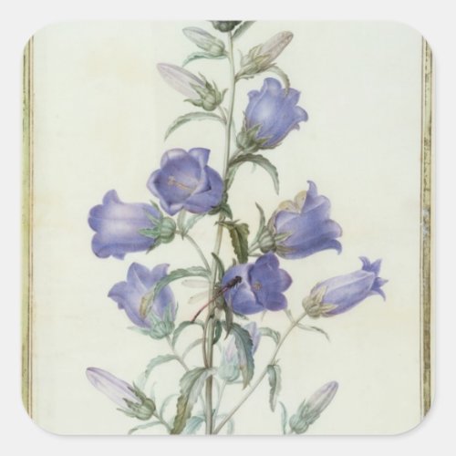 15Campanula Medium  1787 Square Sticker