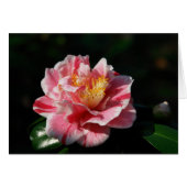 167 - Customized (Front Horizontal)