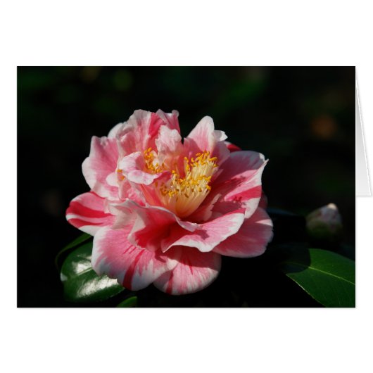 167 - Customized (Front Horizontal)