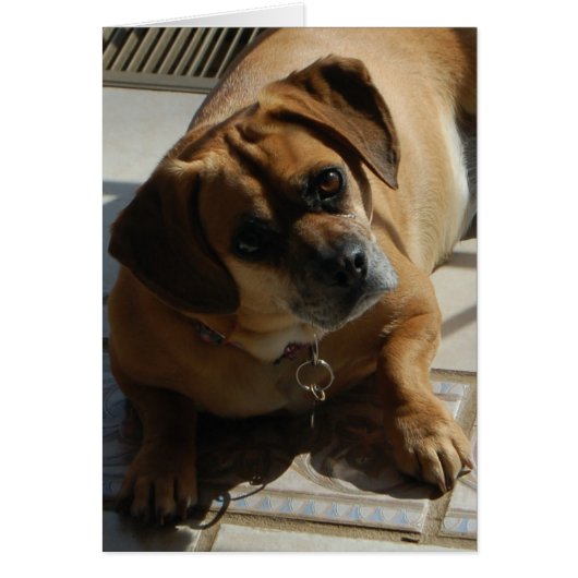 167 Puggle card (Front)