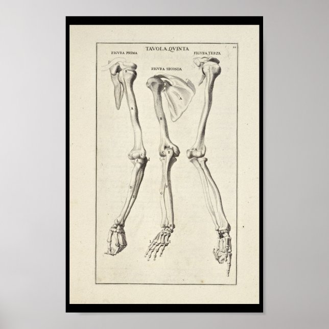 1691 Artistic Anatomy Arm Bones Art Print (Front)