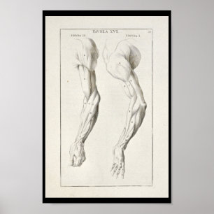 1691 Artistic Anatomy Arm Muscles Art Print