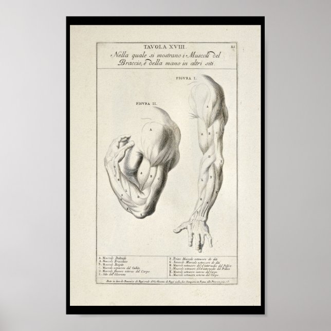 1691 Artistic Anatomy Arm Muscles Art Print (Front)
