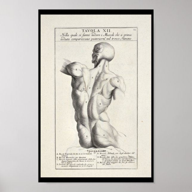 1691 Artistic Anatomy Back Muscles Art Print (Front)