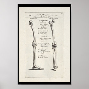 1691 Artistic Anatomy Leg Bones Art Print
