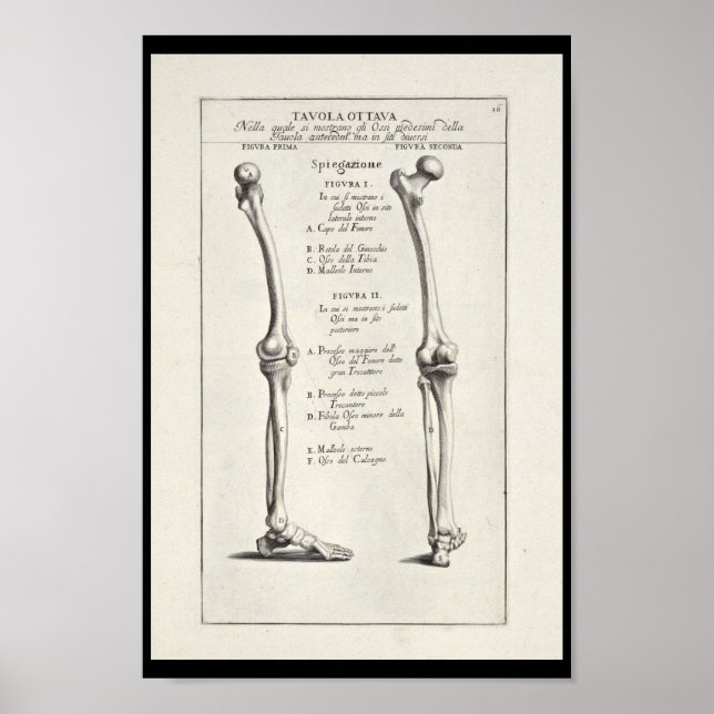 1691 Artistic Anatomy Leg Bones Art Print (Front)